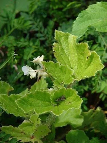 Begonia Hirtella