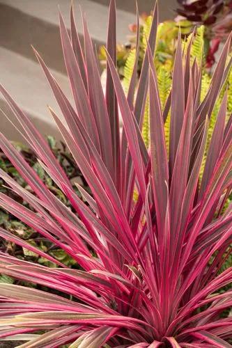 Cordyline Electric Pink