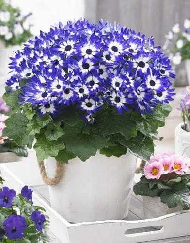 Imperia Senetti Blue Bicolor