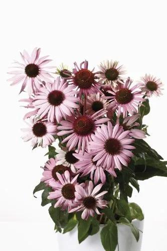 Black-sampson echinacea