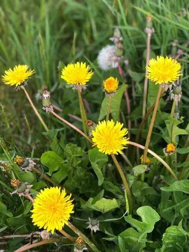 Taraxacum Erythrospermum