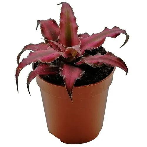 Cryptanthus Red Star’