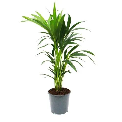 Hawaiian Kentia Palm