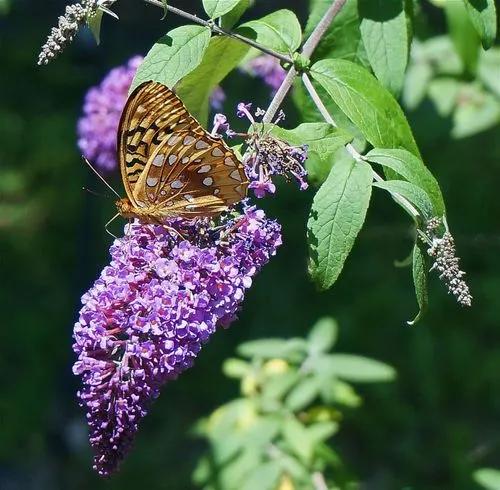 Butterfly Bush