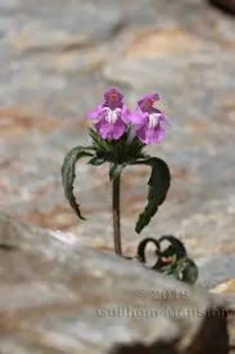 Small Nettle