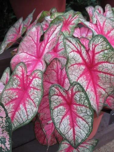 Party Punch Caladium