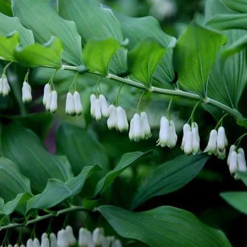 Solomon's seal