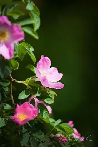 Glaucous dog rose