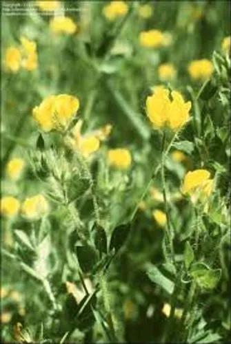 Hairy Bird'S-Foot-Trefoil