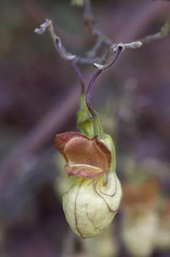 California Snakeroot