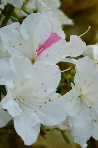 Encore Autumn Moonlight Azalea