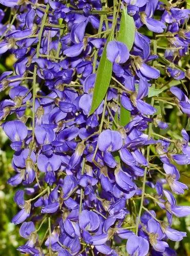 Bolusanthus