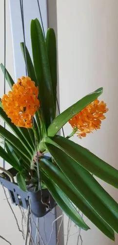 Ascocentrum Miniatum