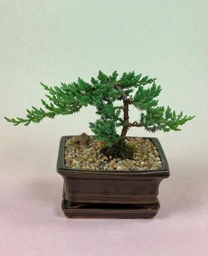 Juniper bonsai