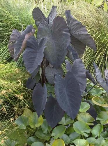 Black Elephant Ears