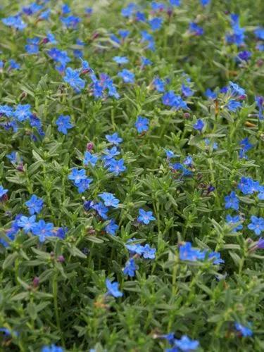 Lithodora