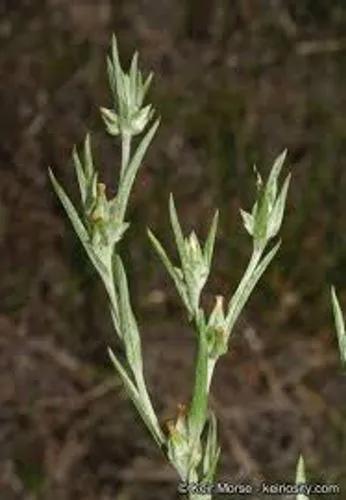 Narrowleaf Cottonrose