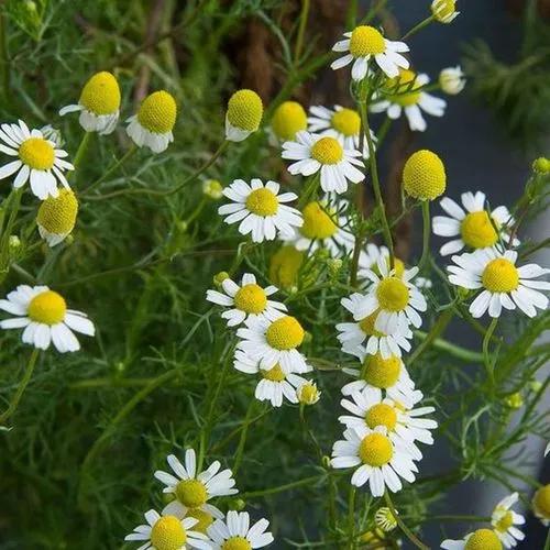 German Chamomile