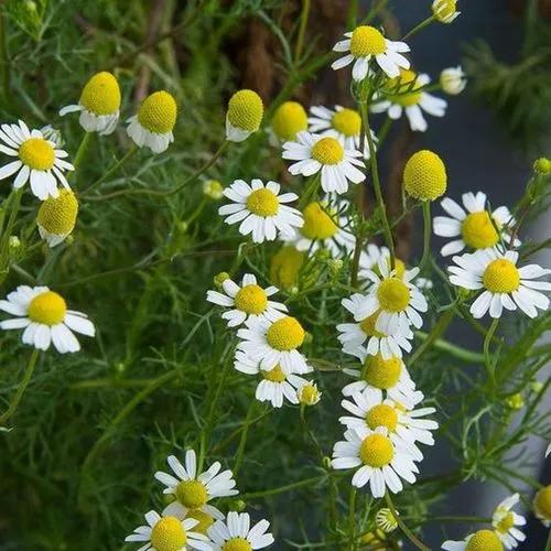 German Chamomile