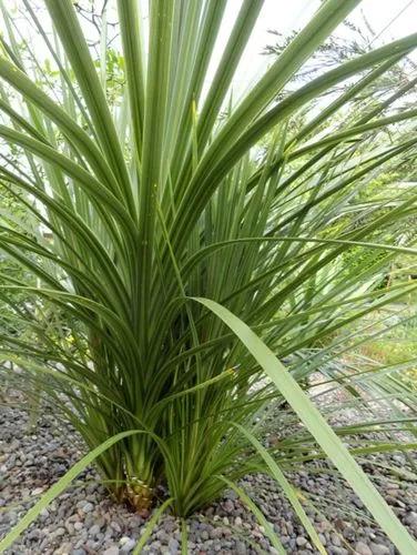 Spike Dracaena