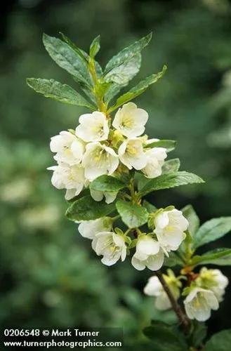 Cascade Azalea