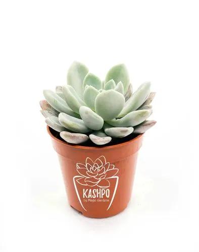 Echeveria Elegans