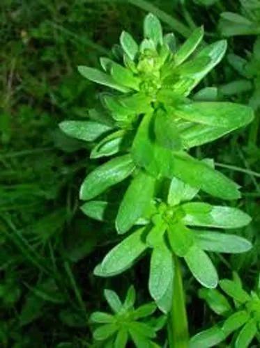 White Bedstraw