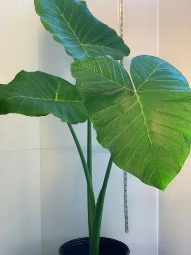 Arrowleaf Elephant Ear