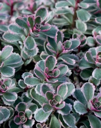 Caucasian Stonecrop