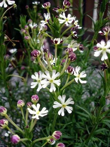 Night Phlox