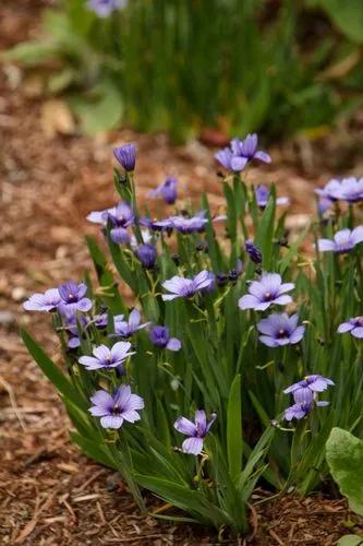 Sisyrinchium Angustifolium