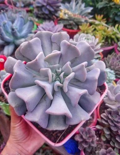 Echeveria Cubic Frost