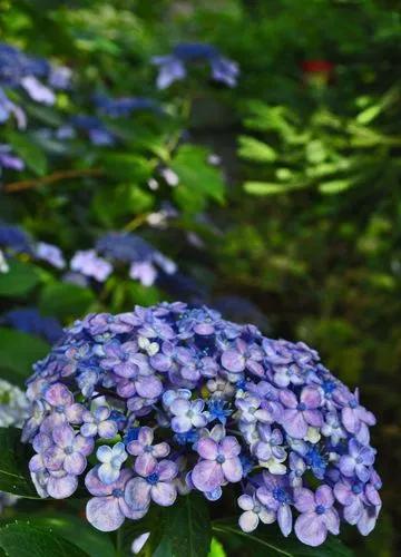 Ayesha Hydrangea