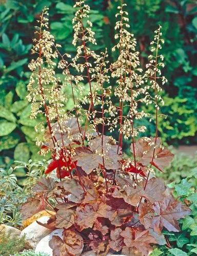 Palace Purple Coral Bells