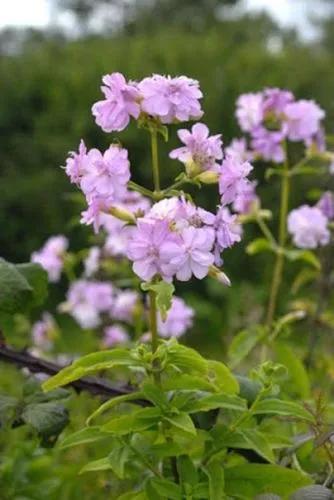 Soapwort