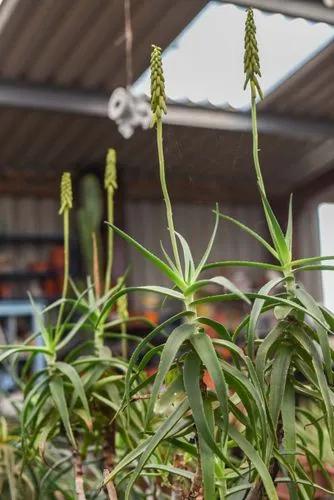 Aloe striatula