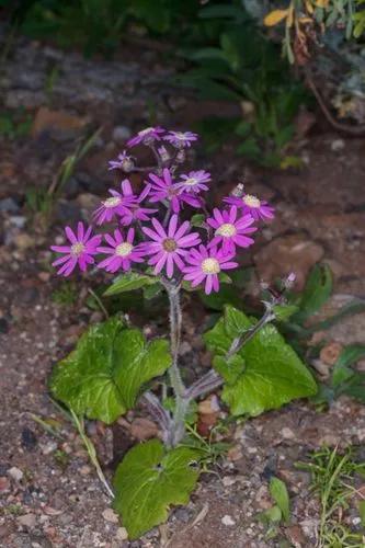 Pericallis Echinata