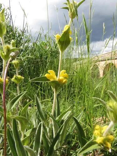 Lampwick Plant