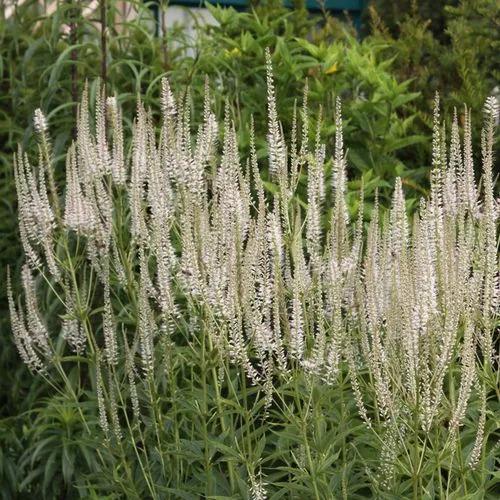 Culver's Root