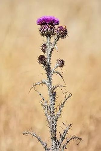 Illyrian Thistle, Illyrian Cottonthistle