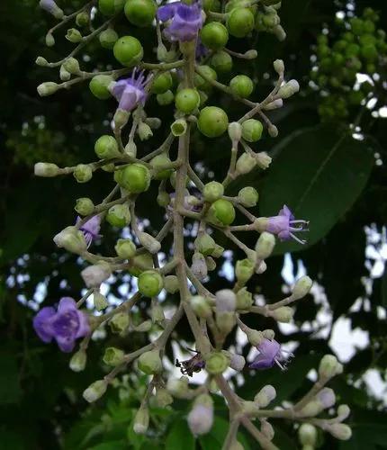 Indian Three-leaf Vitex