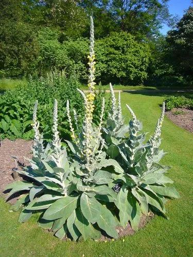 Dense-Flowered Mullein