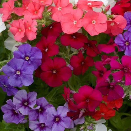 Drummond's Phlox