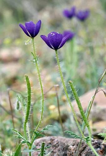 Iolet Horned-Poppy.