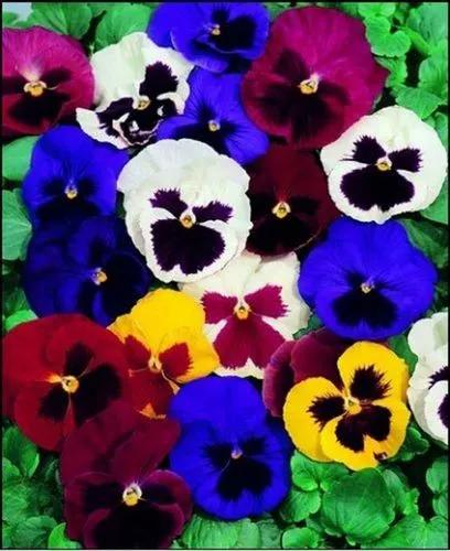 Pansy Swiss Giants