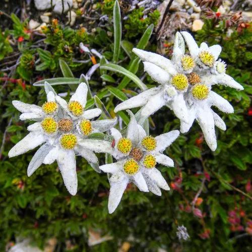 Clinopodium Alpinum