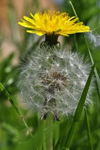 Dandelion