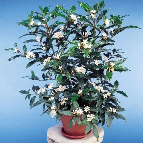 African Gardenia