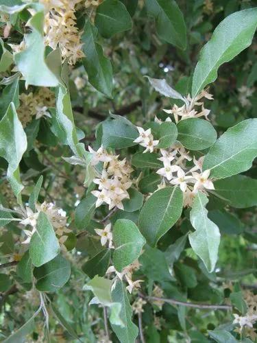 Elaeagnus Umbellata