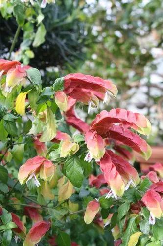 Shrimp plant